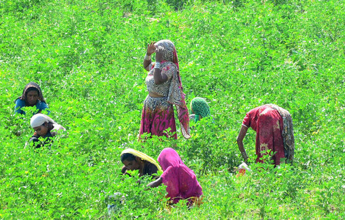 Farmer women busy in routine work in their farm field