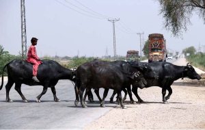 Shepherds lead their cattle home after a day of grazing near Bypass