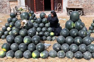A vendor arranging watermelons to attract customers at Fruit Market
