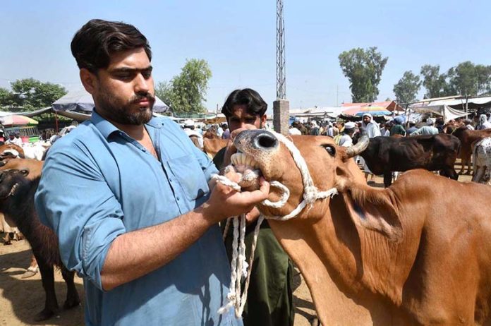 Vendor showing teeth’s of sacrificial animals to a customer at Ring road cattle market in connection with upcoming Eid Ul Azha