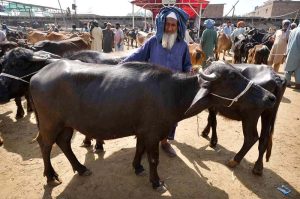 Vendor showing teeth’s of sacrificial animals to a customer at Ring road cattle market in connection with upcoming Eid Ul Azha