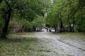 A view of fallen fresh tree leafs on the ground after a strong hit of dust storm and heavy rain that experienced in the twin cities.