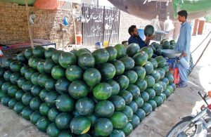 A man buys a seasonal summer watermelon from a roadside stall
