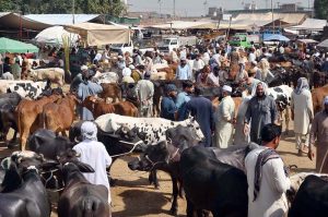 Vendor showing teeth’s of sacrificial animals to a customer at Ring road cattle market in connection with upcoming Eid Ul Azha