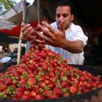 A vendor displays and sells fresh strawberries to attract customers at the Fruit Mandi