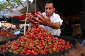 A vendor displays and sells fresh strawberries to attract customers at the Fruit Mandi