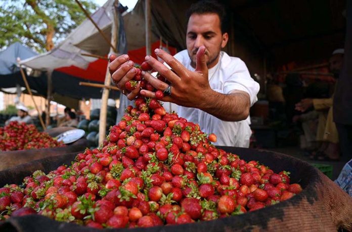 A vendor displays and sells fresh strawberries to attract customers at the Fruit Mandi