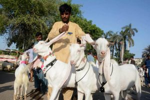 A vendor displaying goats to attract customers at roadside.
