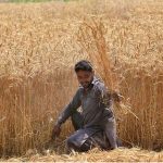 Farmer busy in harvesting wheat crop in his field