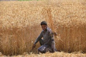 Farmer busy in harvesting wheat crop in his field
