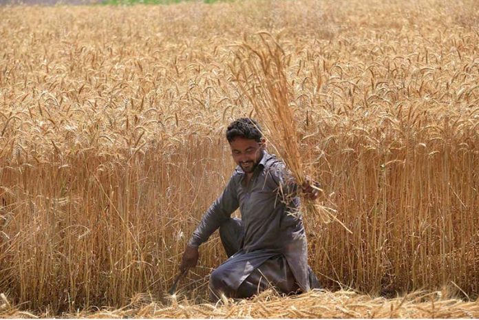Farmer busy in harvesting wheat crop in his field