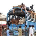 Vendors arrive with sacrificial animals on trucks at the cattle market in Bhatta Chowk ahead of Eid-ul-Adha