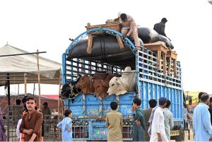 Vendors arrive with sacrificial animals on trucks at the cattle market in Bhatta Chowk ahead of Eid-ul-Adha