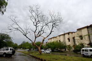 A view of fallen fresh tree leafs on the ground after a strong hit of dust storm and heavy rain that experienced in the twin cities.