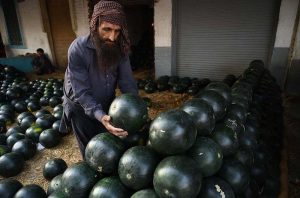 A vendor displays and sells fresh strawberries to attract customers at the Fruit Mandi