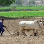 A farmer ploughs his field with the help of bulls in preparation for the upcoming crop season