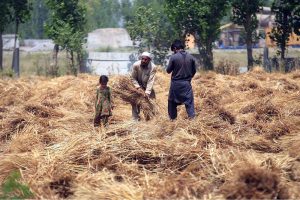 Farmer busy in harvesting wheat crop in his field