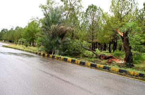 A view of fallen fresh tree leafs on the ground after a strong hit of dust storm and heavy rain that experienced in the twin cities.