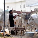 A vendor feeds sacrificial animals at the cattle market in Bhatta Chowk ahead of Eid-ul-Adha
