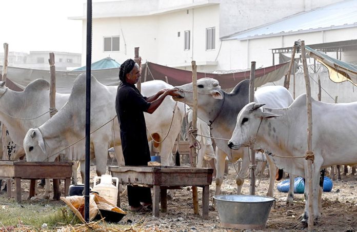 A vendor feeds sacrificial animals at the cattle market in Bhatta Chowk ahead of Eid-ul-Adha