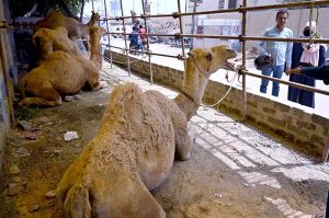 People take keen interest in the newly arrived sacrificial camels being brought for Eid-ul-Azha by a JDC welfare organization