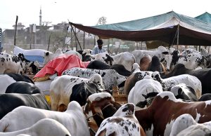 A vendor feeds sacrificial animals at the cattle market in Bhatta Chowk ahead of Eid-ul-Adha