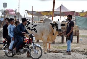 A vendor feeds sacrificial animals at the cattle market in Bhatta Chowk ahead of Eid-ul-Adha