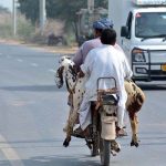 A man carries a sacrificial goat on the pillion seat after purchasing from the animal market