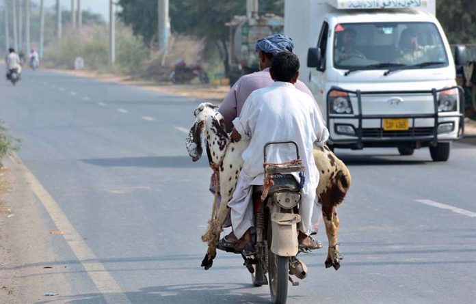 A man carries a sacrificial goat on the pillion seat after purchasing from the animal market
