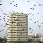 A mesmerizing view as a large flock of pigeons and eagles take flight behind the PNSC Building,A moment of calm amidst the intense heat of the city summer