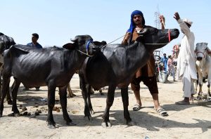 Vendors displaying sacrificial animals to attract the customers in the cattle market set up in the city for upcoming Eidul Azha