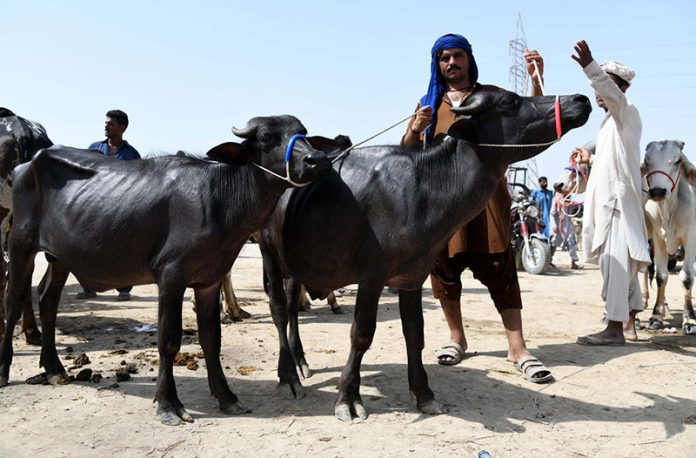 Vendors displaying sacrificial animals to attract the customers in the cattle market set up in the city for upcoming Eidul Azha