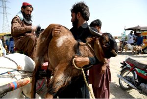 Vendors displaying sacrificial animals to attract the customers in the cattle market set up in the city for upcoming Eidul Azha