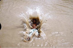 Youngsters jumping in a Canal to get some relief from scorching hot weather in the City