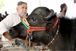 Vendors displaying sacrificial animals to attract the customers in the cattle market set up in the city for upcoming Eidul Azha