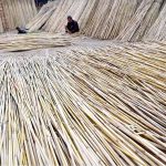 A worker ties dried cane (jute sticks) at his workplace, used in traditional handicrafts such as chicks, baskets, mats, and other cottage industry products