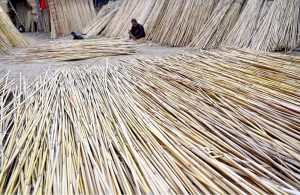 A worker ties dried cane (jute sticks) at his workplace, used in traditional handicrafts such as chicks, baskets, mats, and other cottage industry products