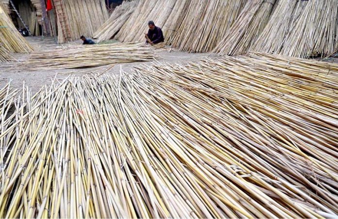 A worker ties dried cane (jute sticks) at his workplace, used in traditional handicrafts such as chicks, baskets, mats, and other cottage industry products