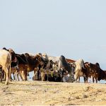 A view of sacrificial animals displayed by vendors for sale at the market ahead of Eid al-Adha at Bhatta Chowk