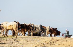 A view of sacrificial animals displayed by vendors for sale at the market ahead of Eid al-Adha at Bhatta Chowk