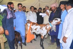 Milk is being weighed after getting it from Kamoki-based goat “Mastani” that won first prize worth Rs.200,000/- during a competition of the 27th International Goat, Bull and Camel festival on late Tuesday night at University of Agriculture Faisalabad (UAF)