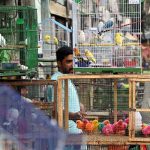 Pet lovers selecting and purchasing the birds at the bird market