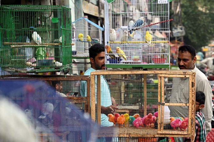 Pet lovers selecting and purchasing the birds at the bird market