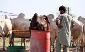 A view of sacrificial animals displayed by vendors for sale at the market ahead of Eid al-Adha at Bhatta Chowk