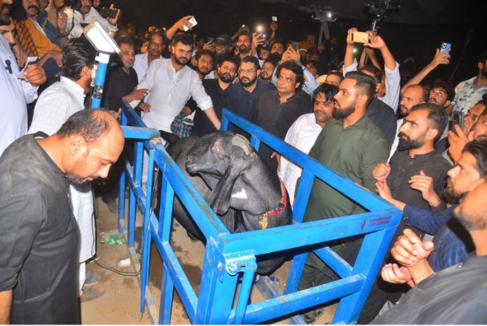 A Lahore-based goat “Qalandar” having weight 257 kg won first prize worth Rs.700,000/- during a competition of the 27th International Goat, Bull and Camel festival on late Tuesday night at University of Agriculture Faisalabad (UAF)
