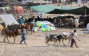 A view of sacrificial animals displayed by vendors for sale at the market ahead of Eid al-Adha at Bhatta Chowk