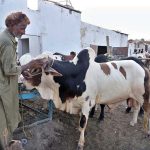 Vendor displaying sacrificial animals at latifabad