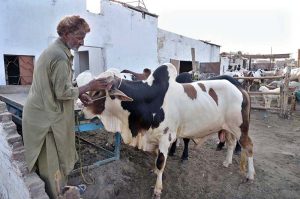 Vendor displaying sacrificial animals at latifabad