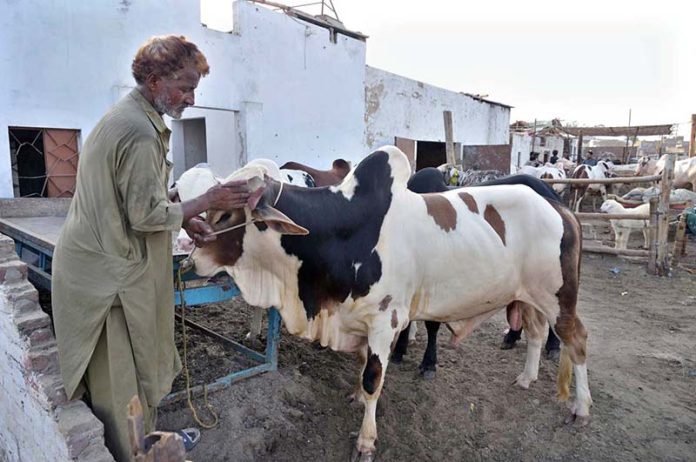 Vendor displaying sacrificial animals at latifabad