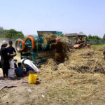 Farmers using a thresher machine to separate wheat from chaff at Northern bypass